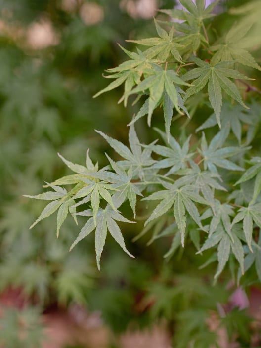 Acer palmatum cv.
