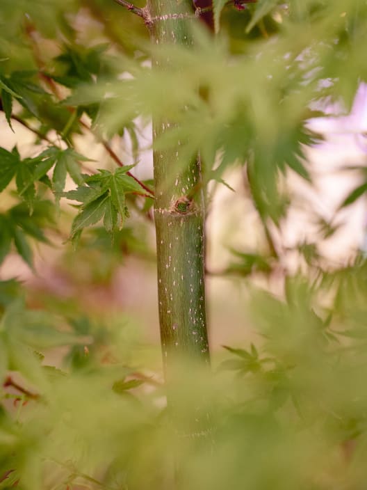 Acer palmatum cv.