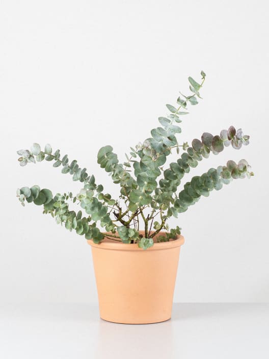 Eucalyptus cinerea