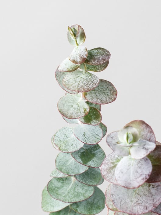 Eucalyptus cinerea