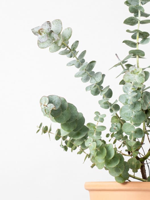 Eucalyptus cinerea