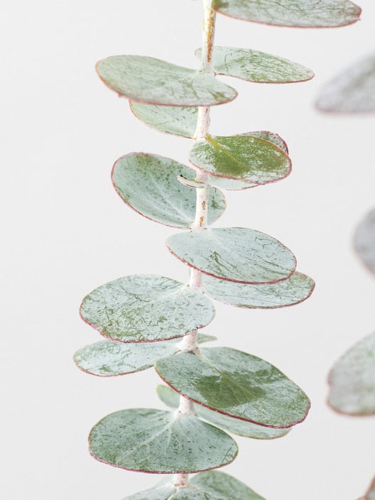 Eucalyptus cinerea