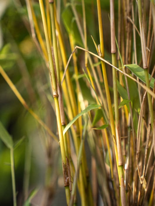 Fargesia rufa (Bambú no invasivo)