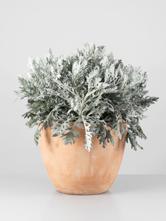 Jacobaea maritima - Senecio Cineraria