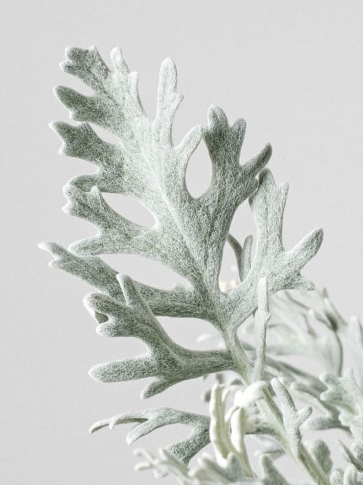Jacobaea maritima - Senecio Cineraria