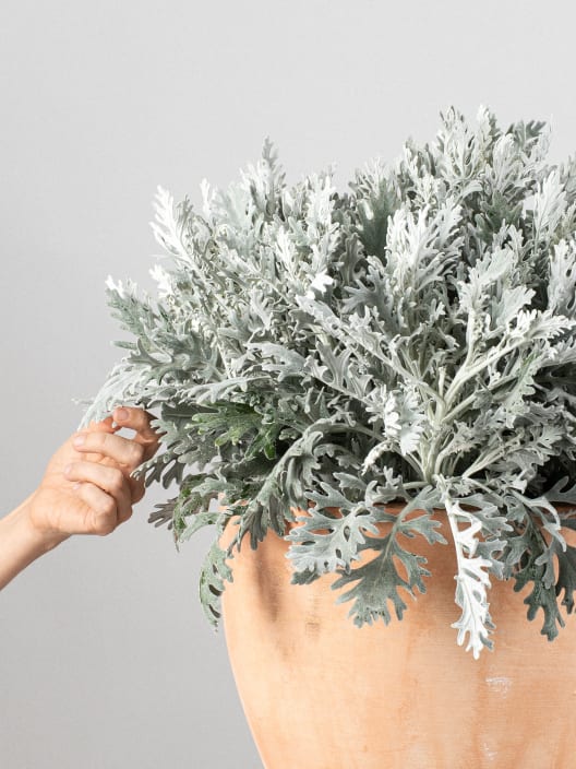 Jacobaea maritima - Senecio Cineraria