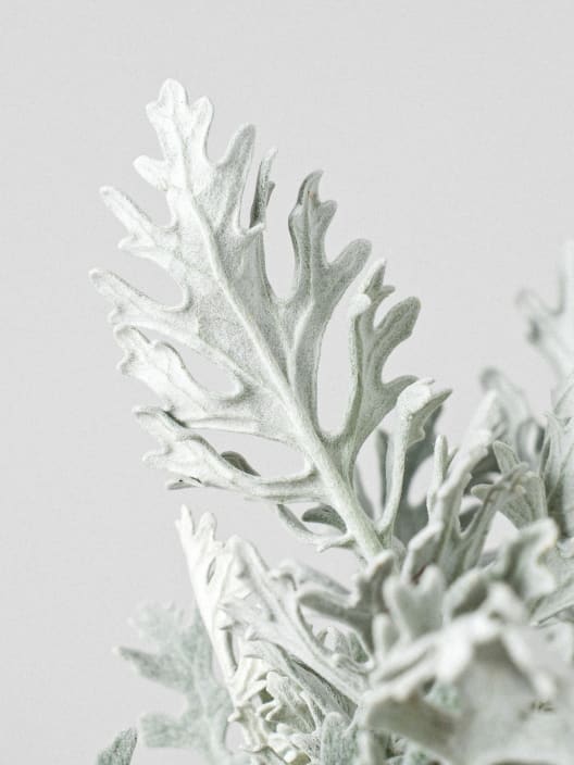 Jacobaea maritima - Senecio Cineraria
