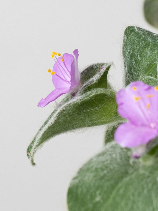 Tradescantia sillamontana