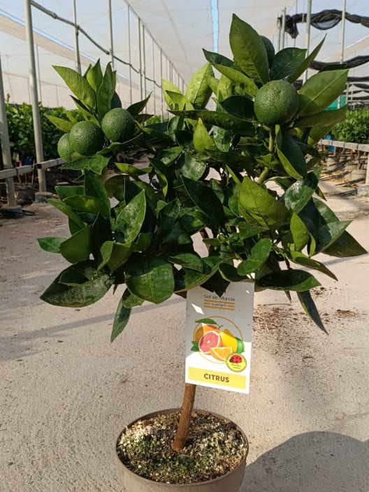 Naranjo en Copa (Citrus sinensis)