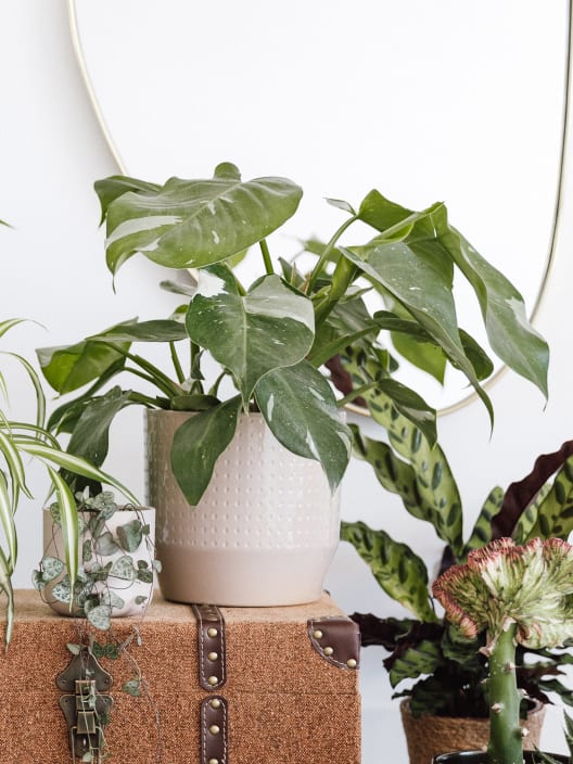 Philodendron erubescens 'White Princess'