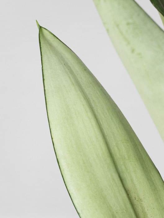 Sansevieria trifasciata 'Moonshine'