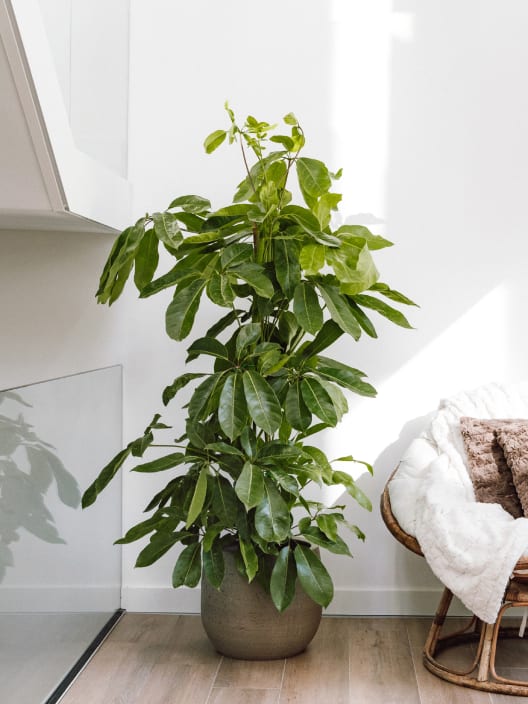 Schefflera actinophylla