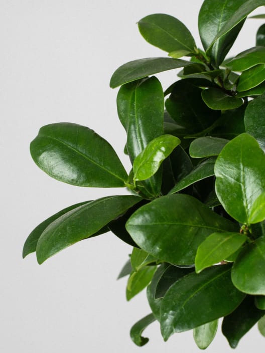 Bonsai Ficus microcarpa 'Ginseng'