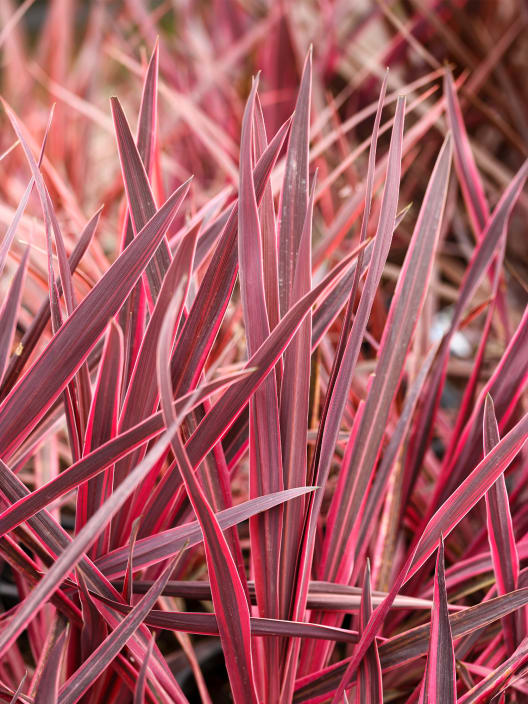 Cordyline australis 'Charlie Boy'