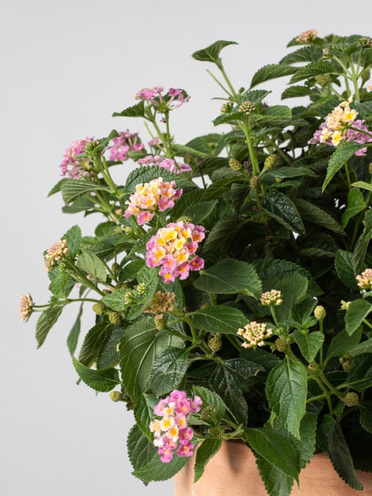 Lantana camara