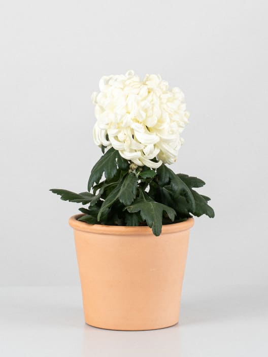 Margarita Chrysanne® CoCo