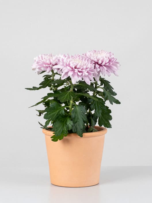 Margarita Supernova Pink