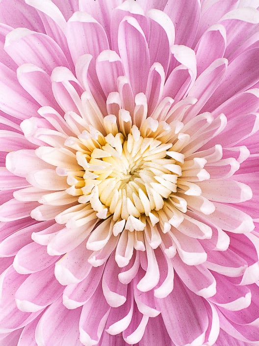 Margarita Supernova Pink