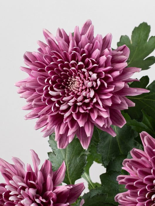 Margarita 'Zembla Next Purple'