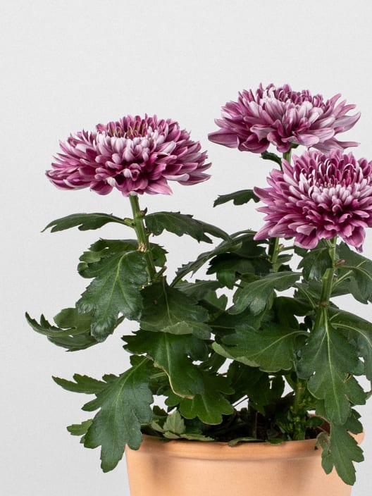 Margarita 'Zembla Next Purple'