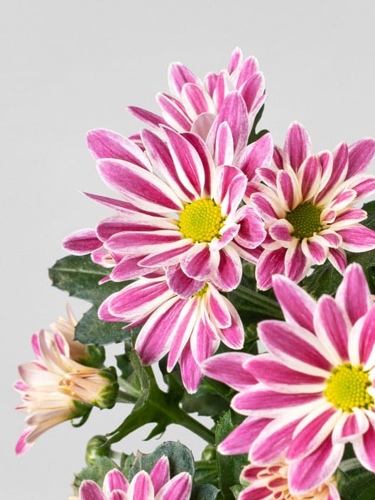 Margarita Artist Armin