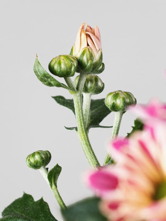 Margarita Artist Armin