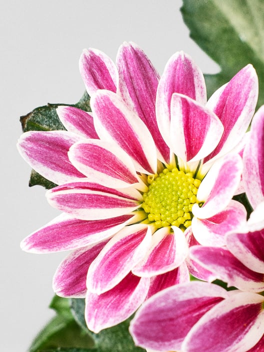 Margarita Artist Armin