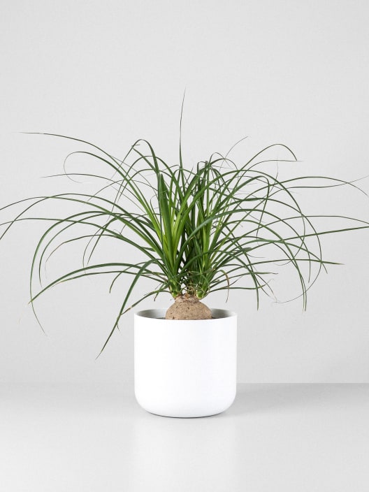 Beaucarnea recurvata