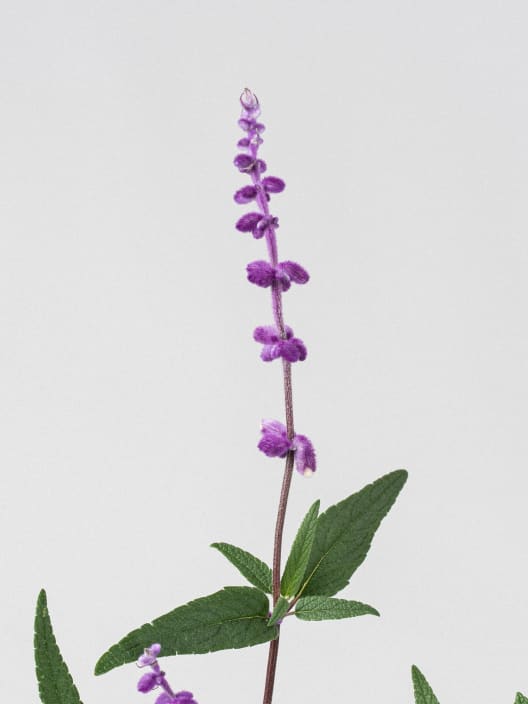 Salvia leucantha
