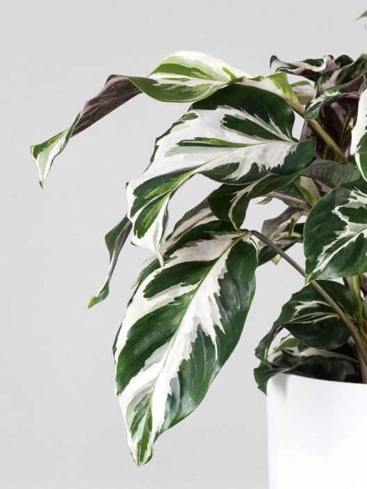 Calathea lietzei 'Stela'