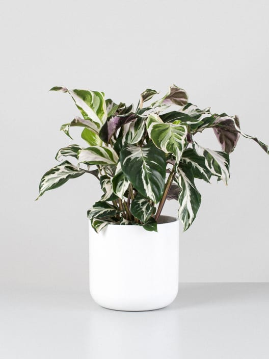 Calathea lietzei 'Stela'