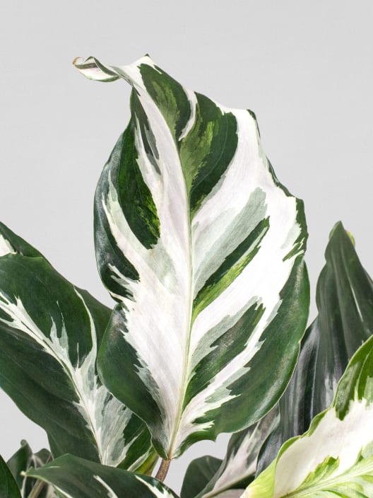 Calathea lietzei 'Stela'