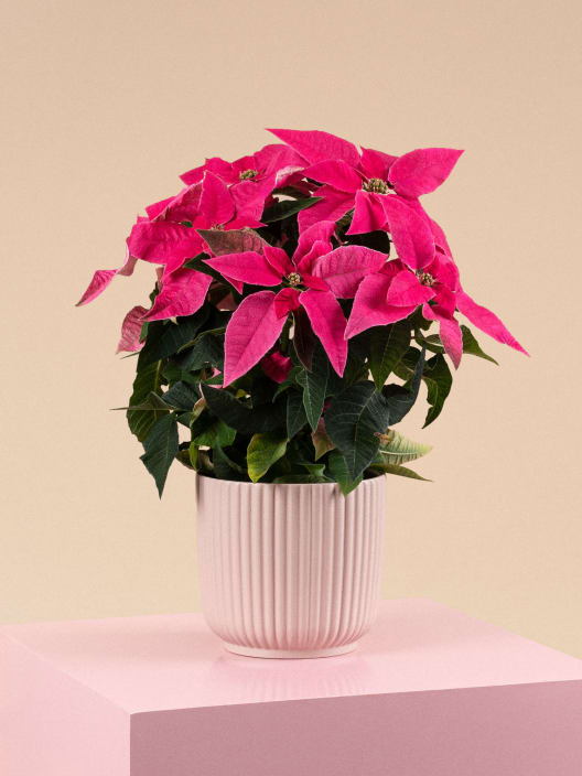 Flor de Pascua Fucsia 'Princettia Hot Pink'