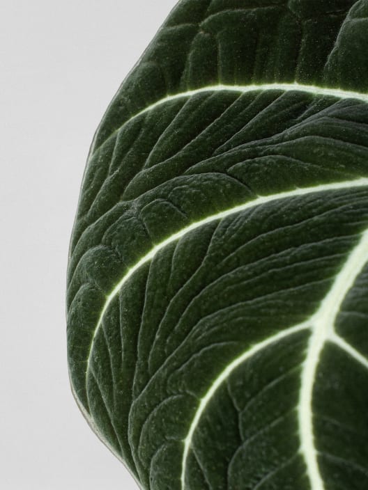 Alocasia 'Black Velvet'