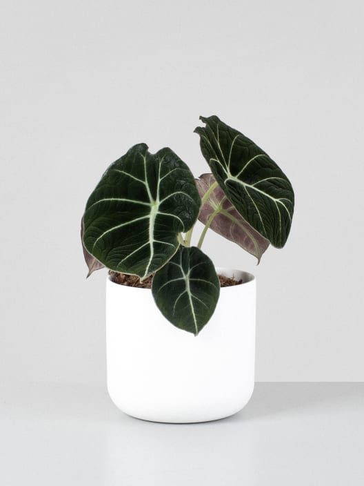 Alocasia 'Black Velvet'