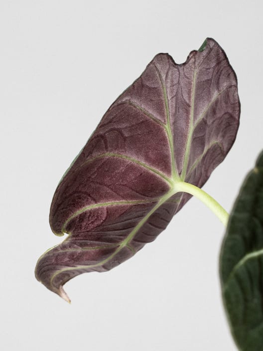 Alocasia 'Black Velvet'