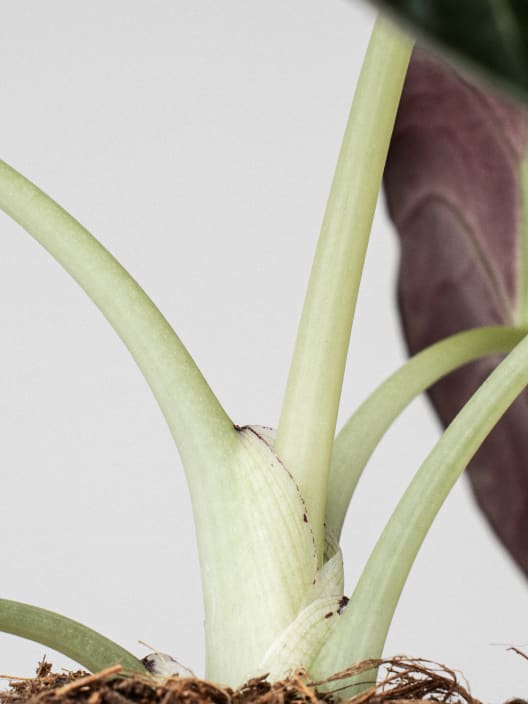 Alocasia 'Black Velvet'