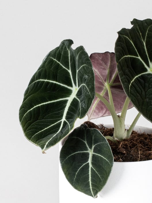 Alocasia 'Black Velvet'