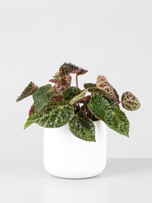 Begonia ferox 'Troll'