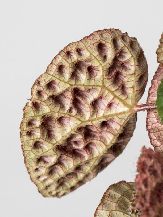 Begonia ferox 'Troll'
