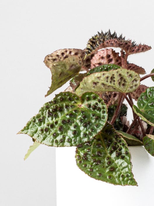 Begonia ferox 'Troll'