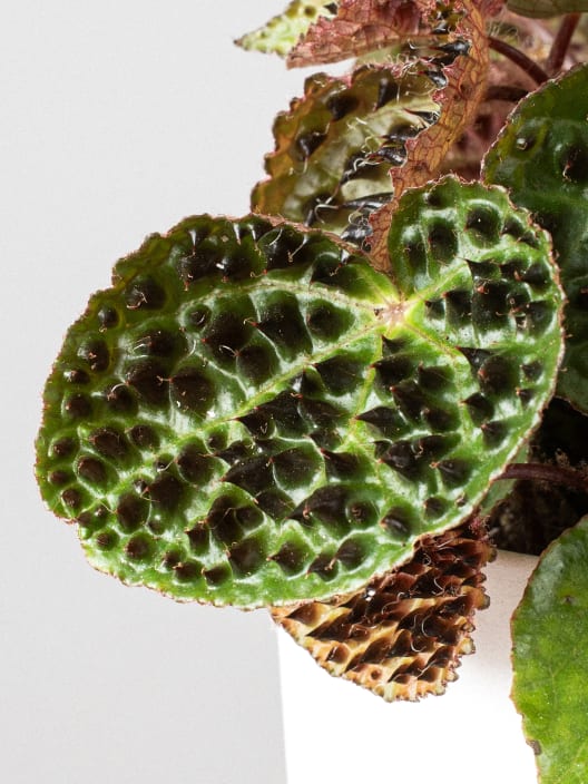 Begonia ferox 'Troll'