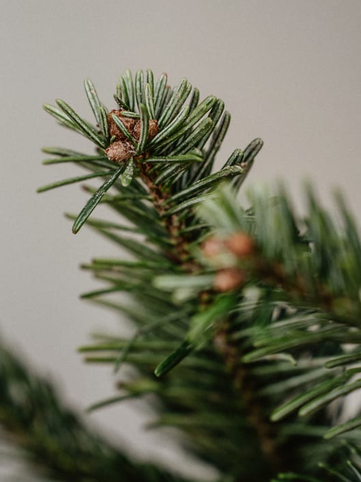 Árbol de Navidad Natural Nordmanniana (cortado)