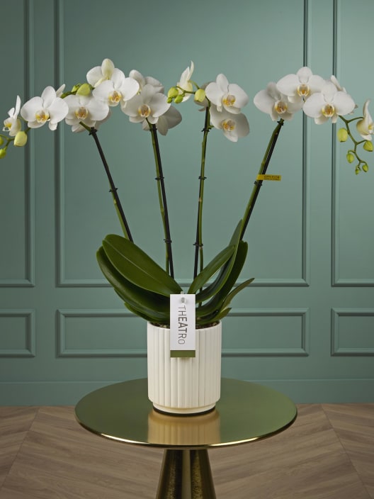 Orquídea Premium Phalaenopsis Theatro 'Classic' blanca