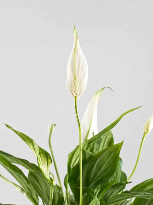 Kokedama de Espatifilo