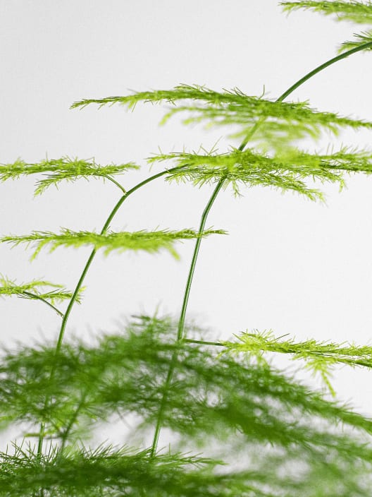 Kokedama de Esparraguera