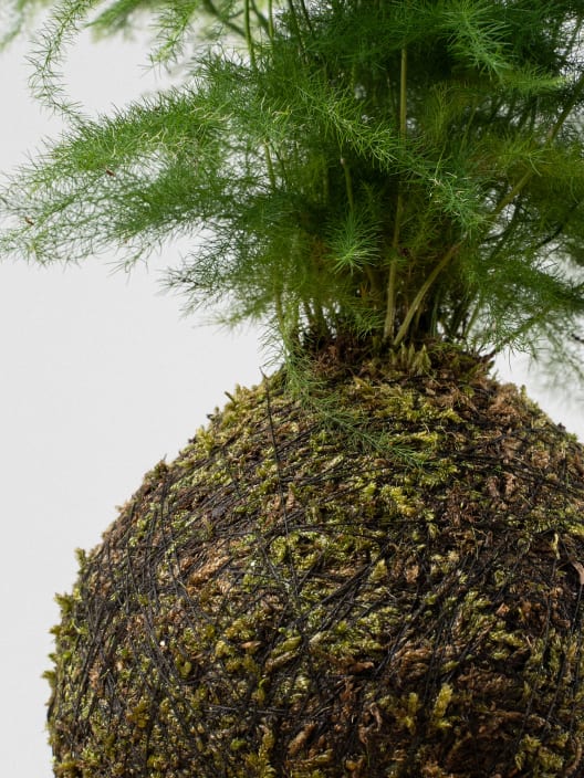 Kokedama de Esparraguera