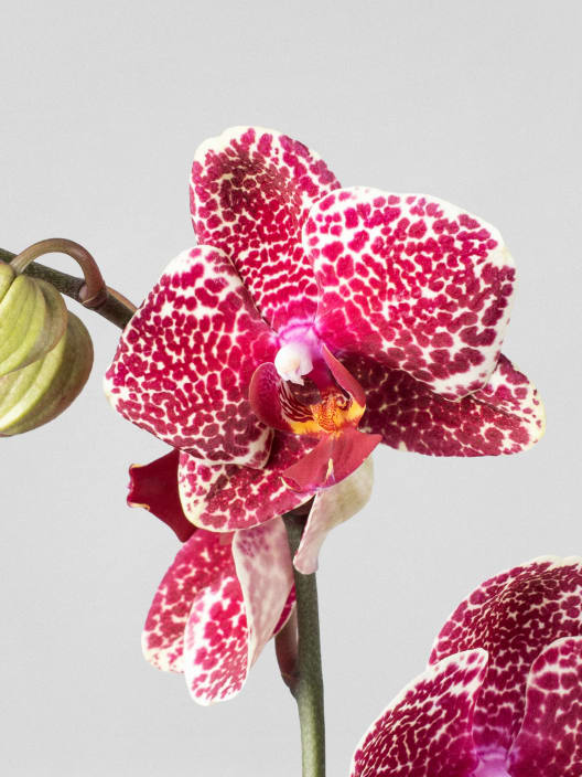 Kokedama de Orquídea