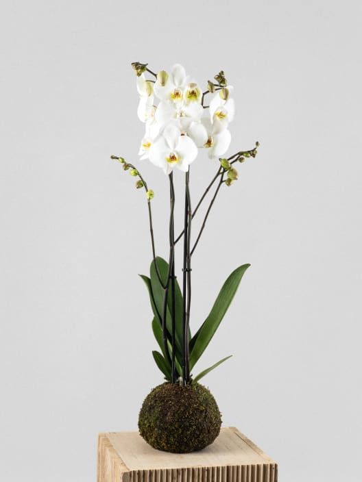 Kokedama de Orquídea