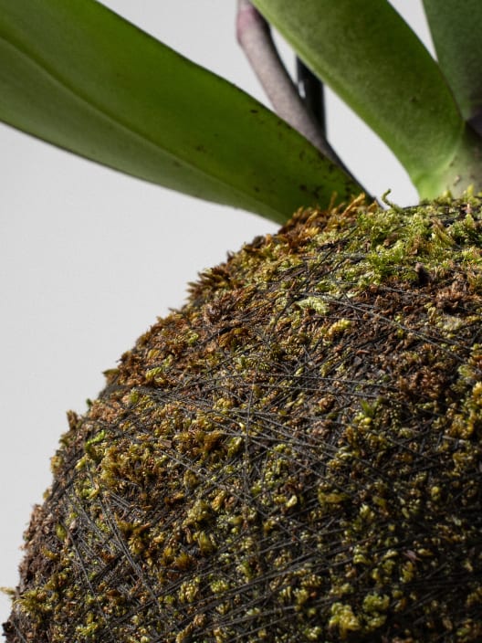 Kokedama de Orquídea